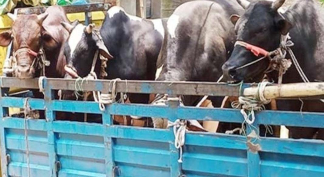 ডিবি পরিচয়ে গরু বোঝাই ট্রাক ছিনতাই, থানায় মামলা