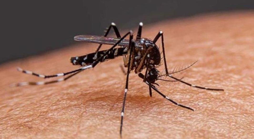 ডেঙ্গুতে আরও ৫ জনের মৃত্যু, হাসপাতালে নতুন ভর্তি ১ হাজার ১৪৭